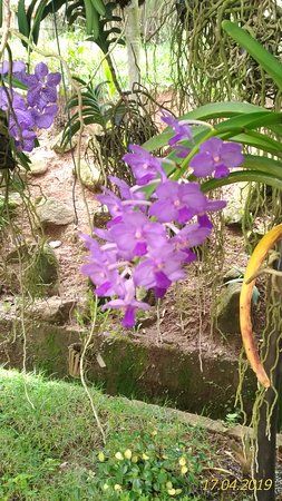 Orquidario Publico de Guarulhos